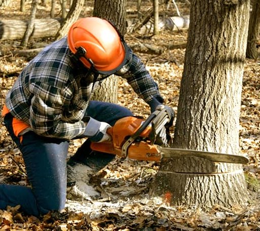 Tree Removal in Painter, VA
